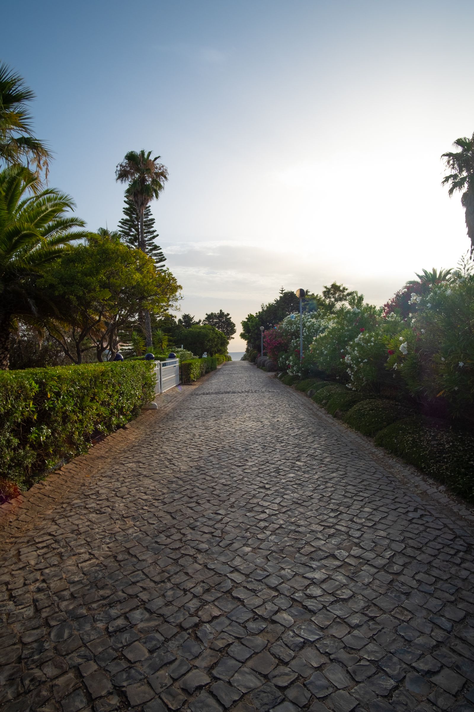 Stone-paved pathway through a garden